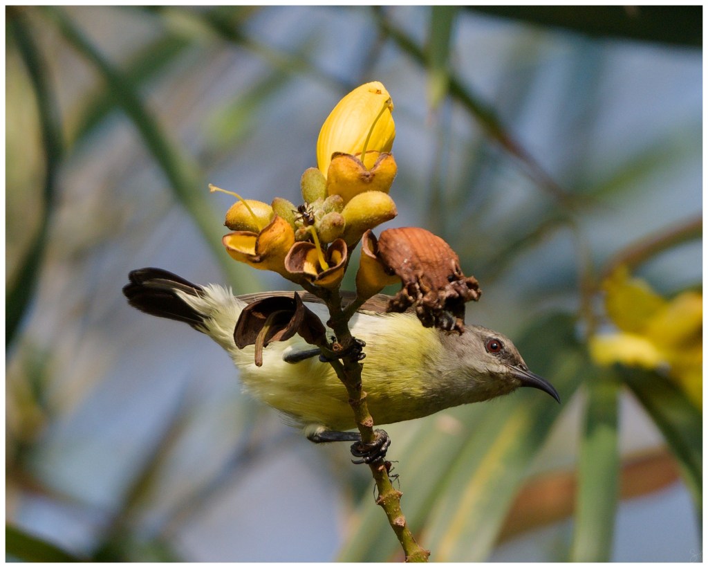 Purple Sunbird