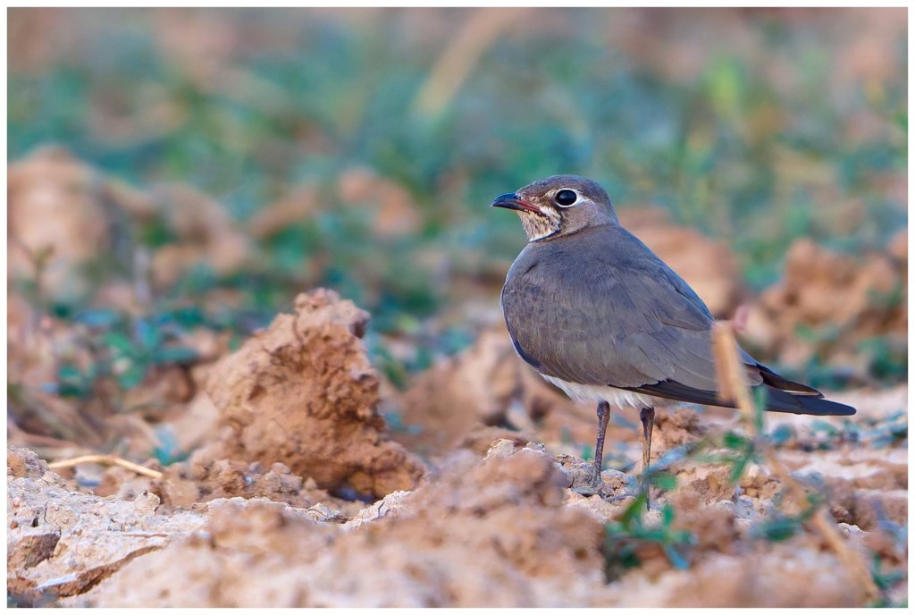 Oriental Pratincole