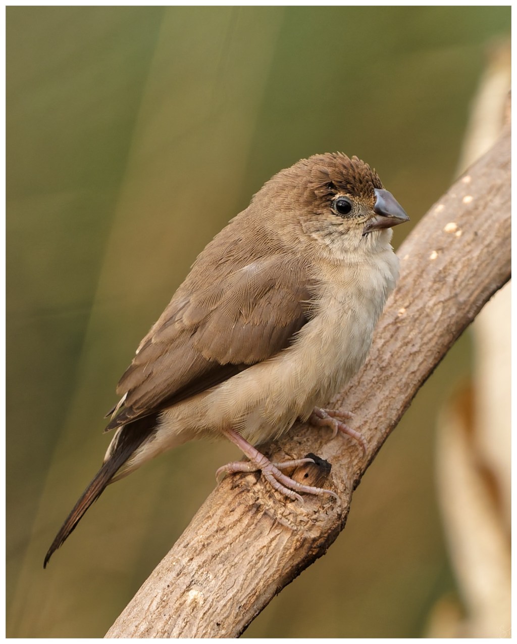 Another indian silverbill.