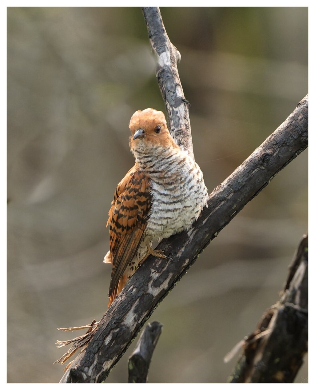 Another Gray Bellied cuckoo&nbsp;(F)