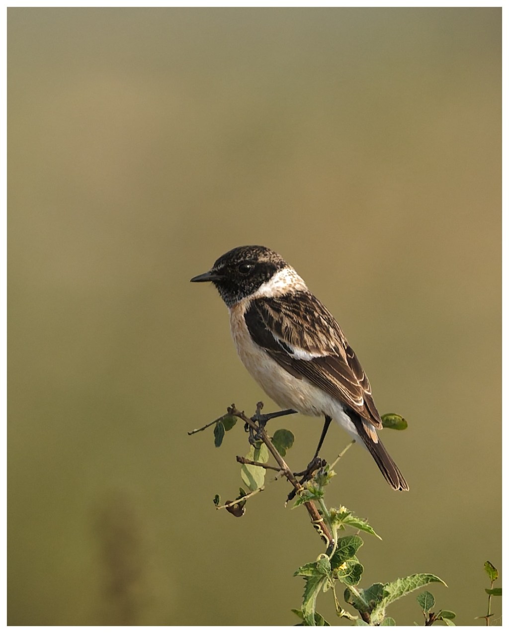 A male Siberian&nbsp;stonechat