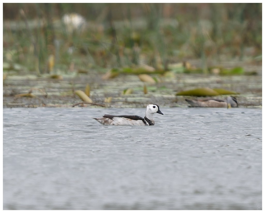 A male cotton pygmy&nbsp;goose