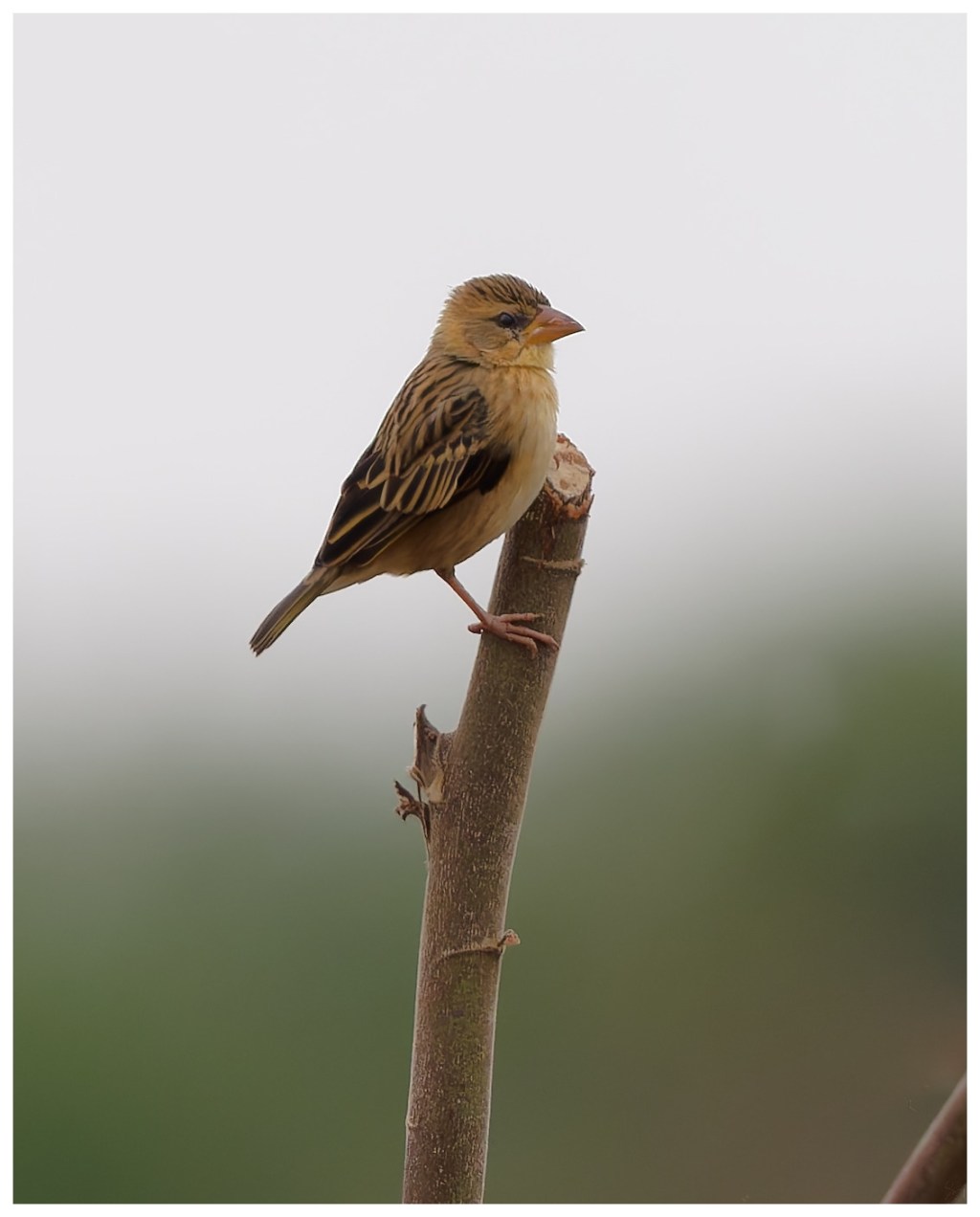 Baya weaver on a&nbsp;perch