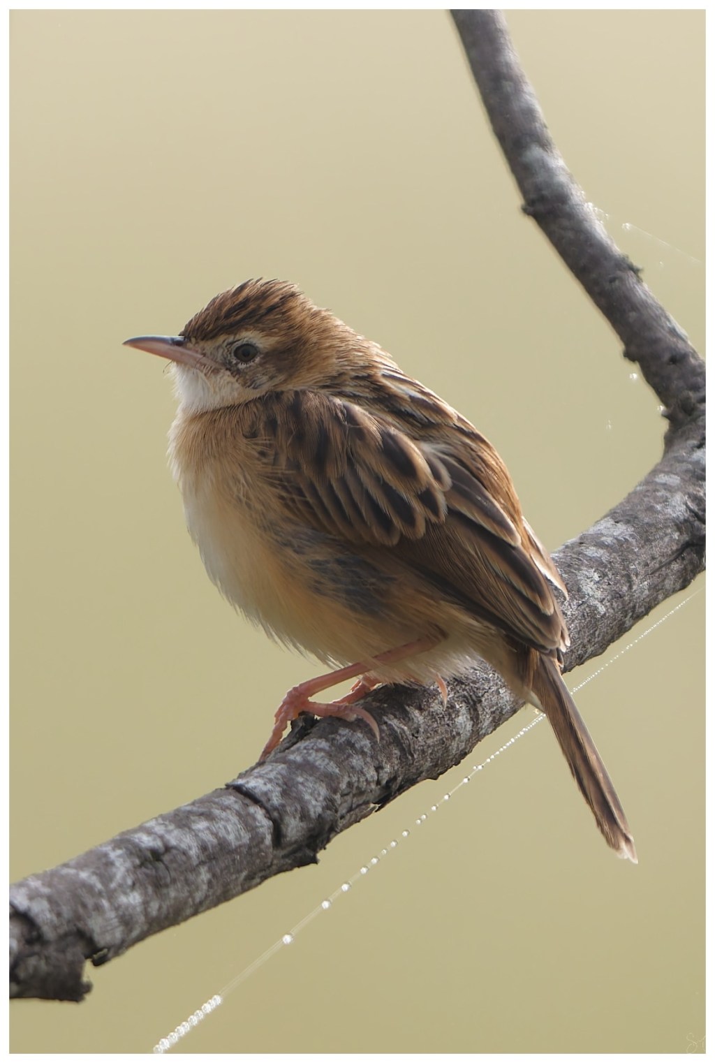 Zitting cisticola posing