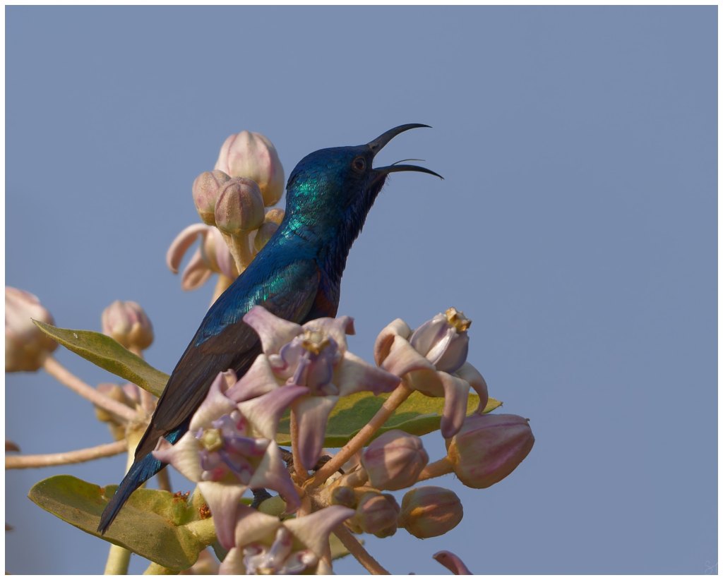 Another purple sunbird
