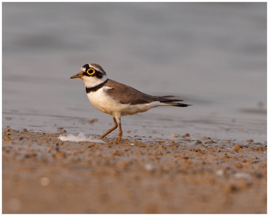 A little ringed&nbsp;plover