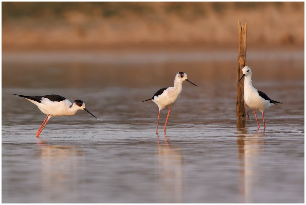 Black winged stilts at&nbsp;sunset