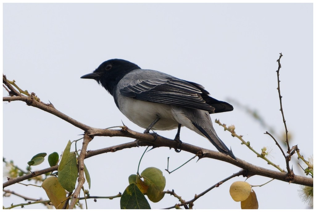 Black-headed cuckooshrike