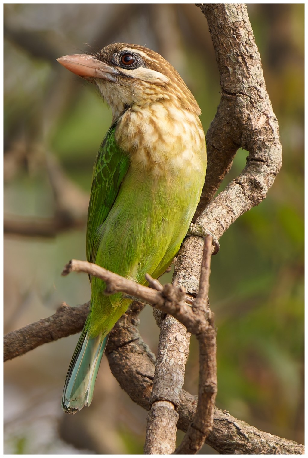 White-cheeked barbet