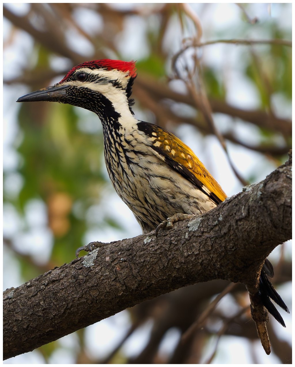 Common Flameback