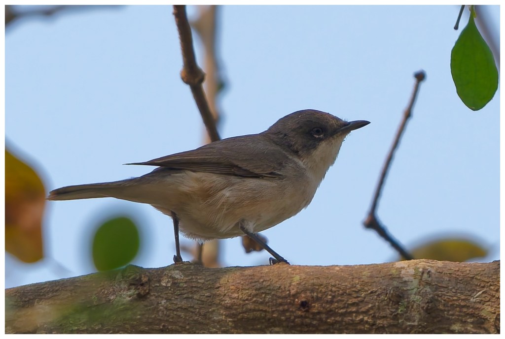 A lesser whitethroat