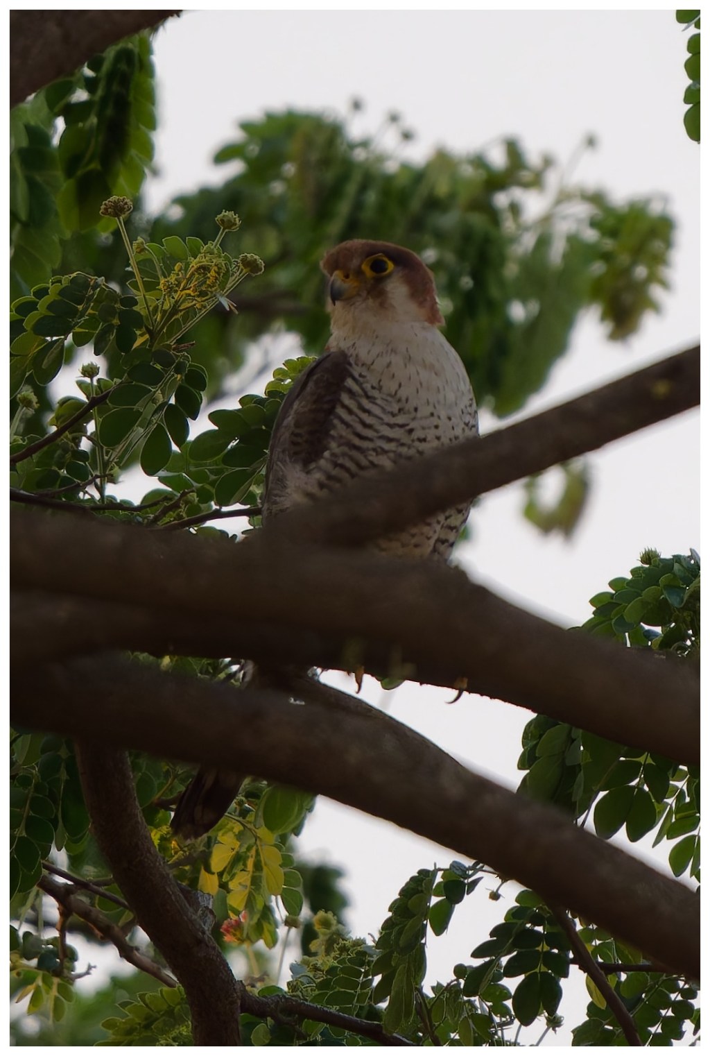 Red necked falcon