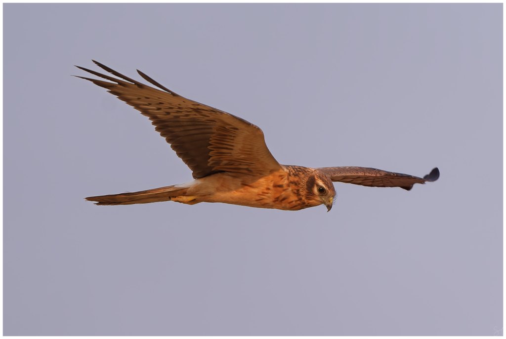Montagus harrier in&nbsp;flight