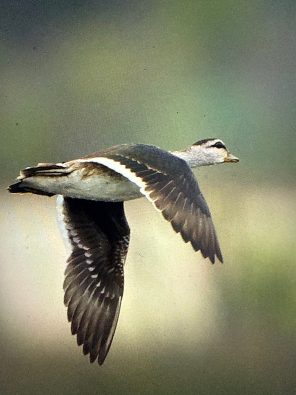 Cotton pygmy goose in&nbsp;flight