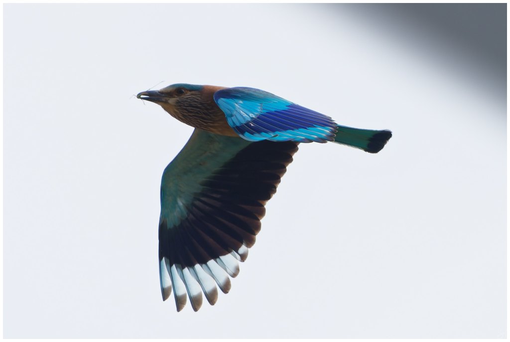 Roller in flight with a&nbsp;catch