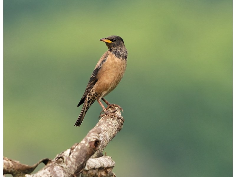 A rosy starling on a&nbsp;perch