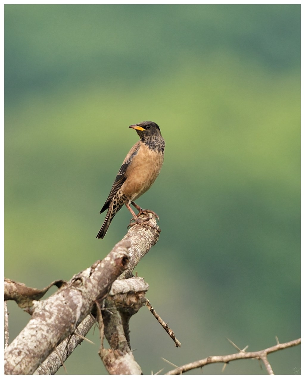 A rosy starling on a&nbsp;perch
