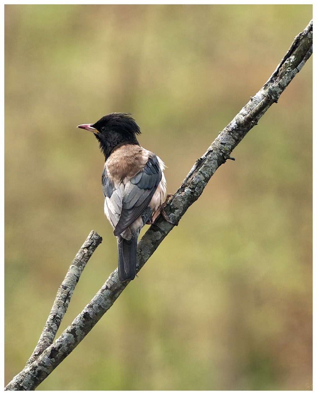 Rosy Starling on a&nbsp;perch