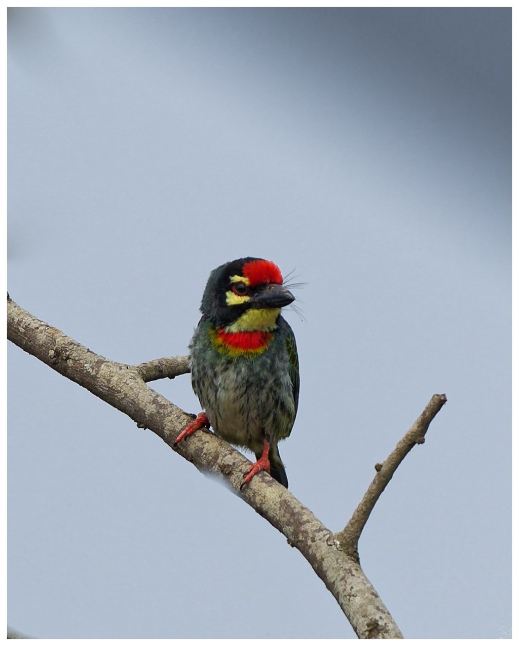 The coppersmith barbet.