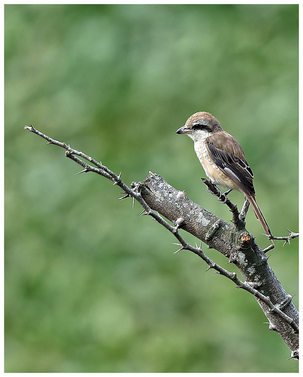 A brown shrike on a thorny&nbsp;perch