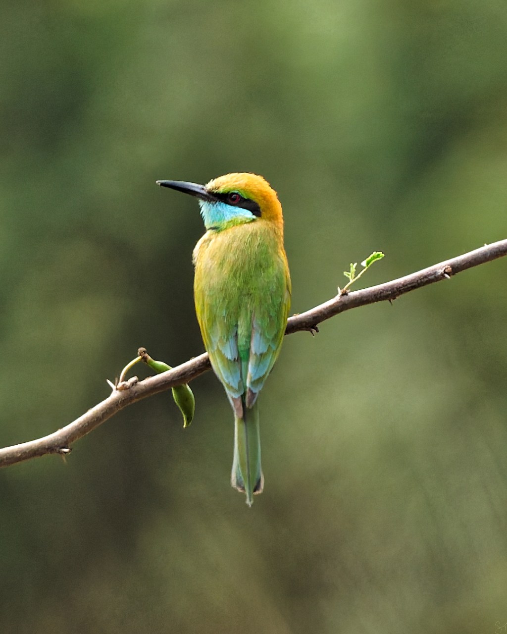 A bee eater&nbsp;posing