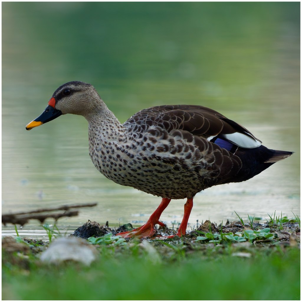 Knob billed portrait