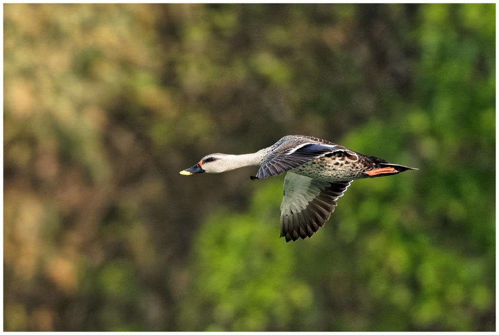 Indian spot billed duck in&nbsp;flight