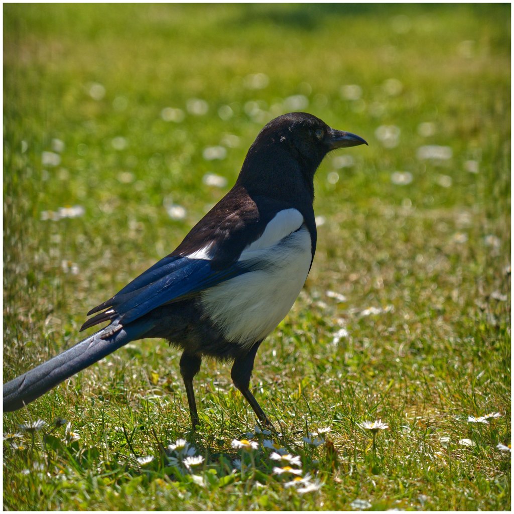 Eurasian Magpie