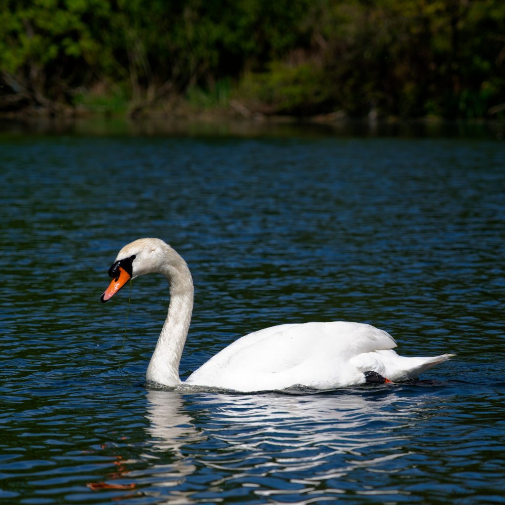 A mute swan