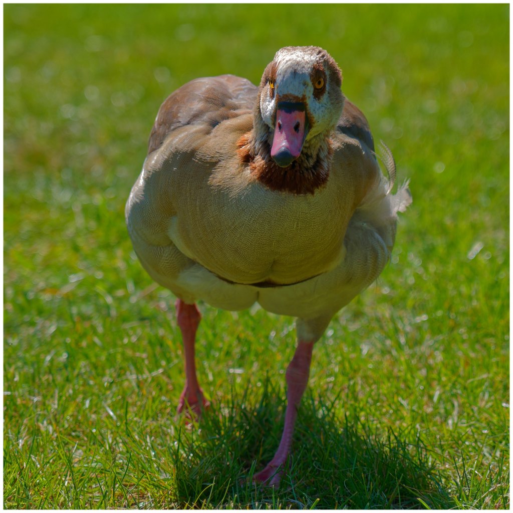 Egyptian Goose