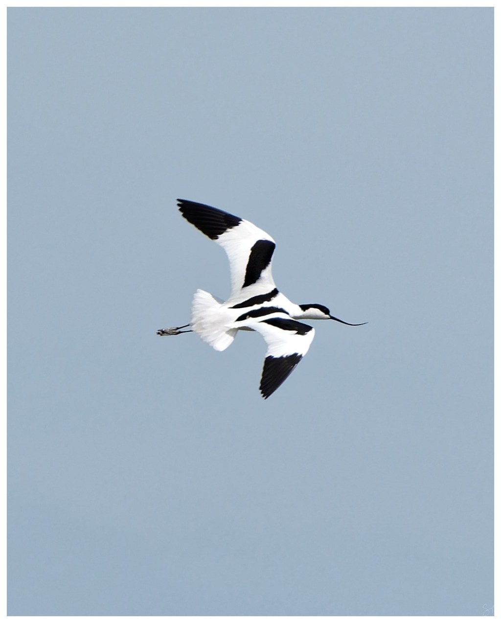 Pied Avocet in&nbsp;flight