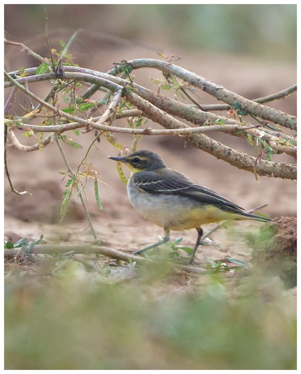 An easter yellow wagtail in the&nbsp;field