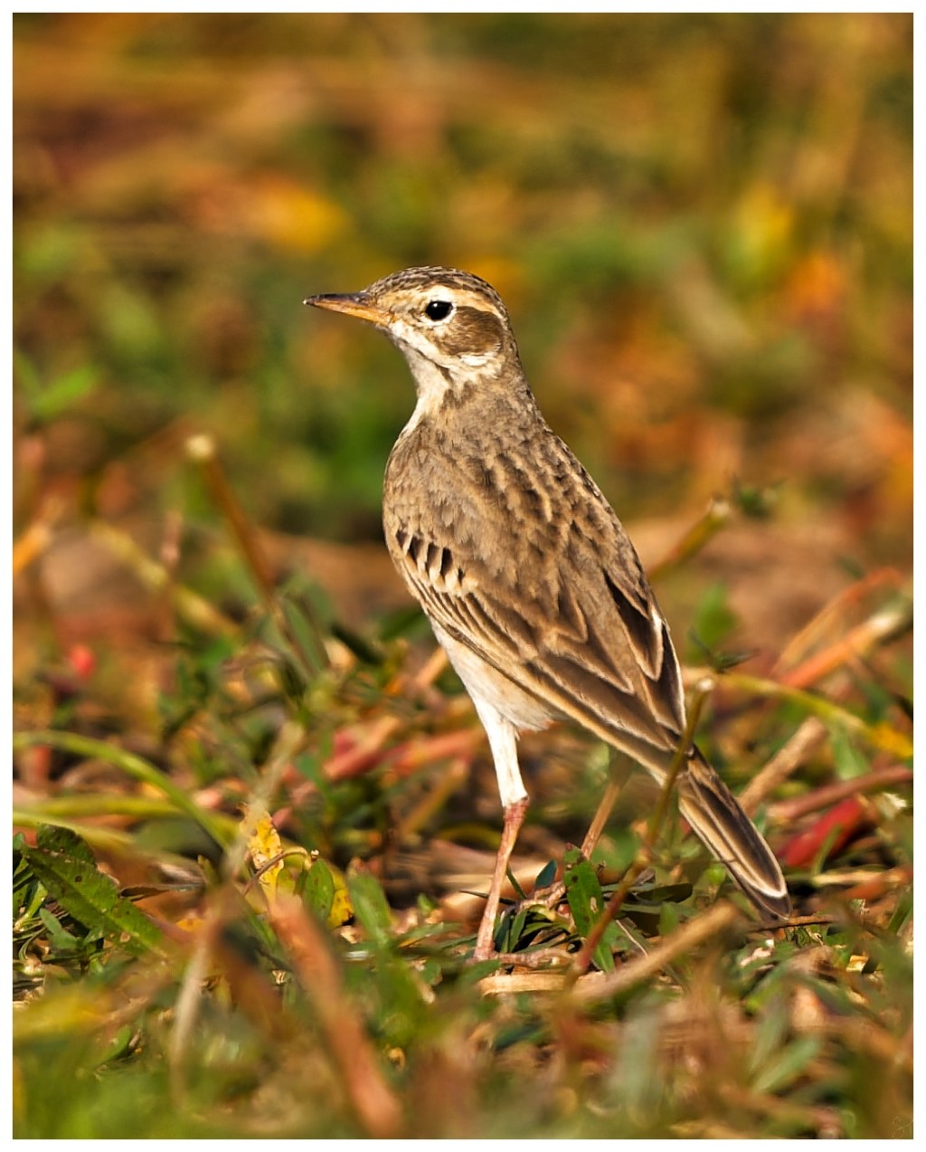 Paddyfield pipit