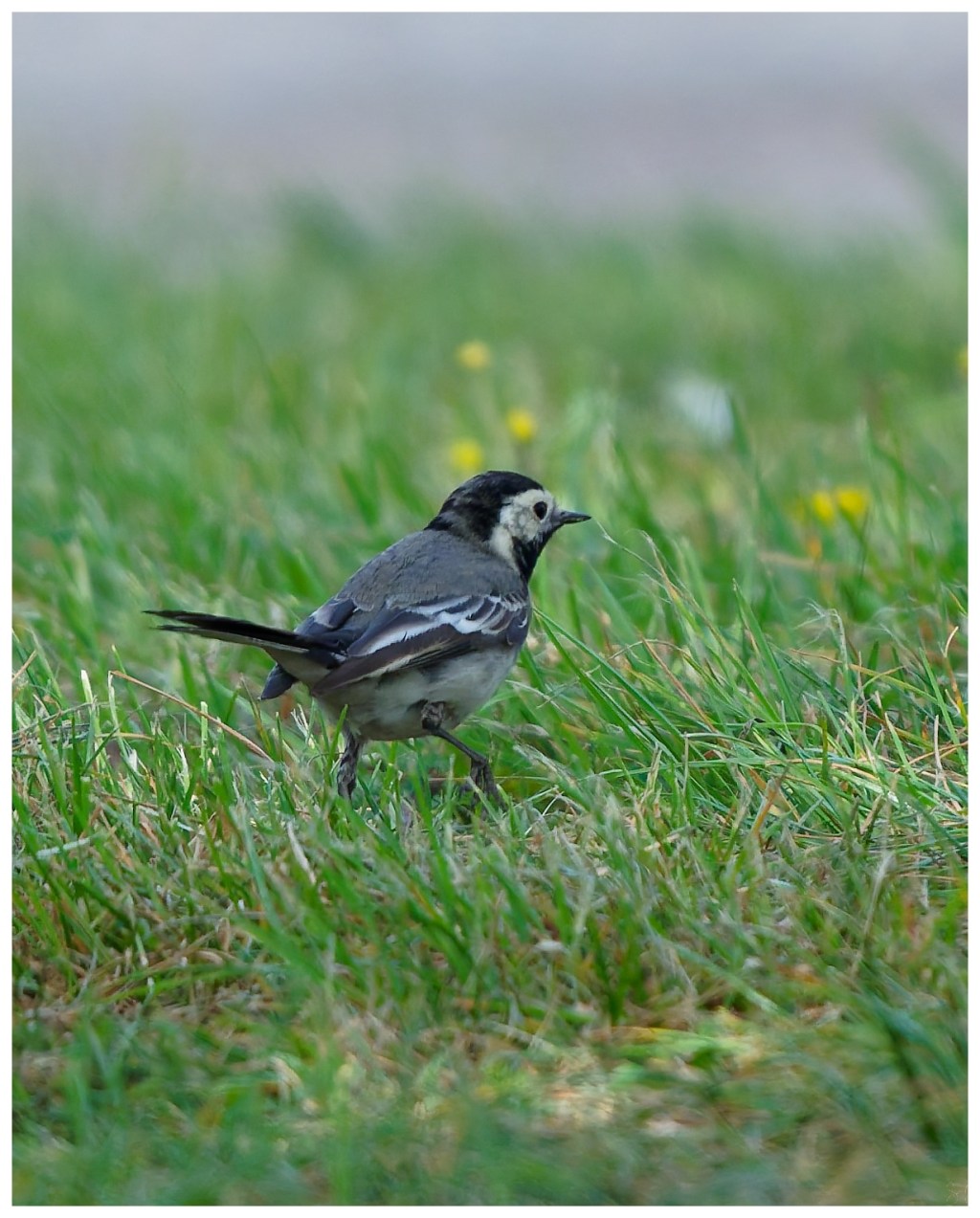 A pied wagtail