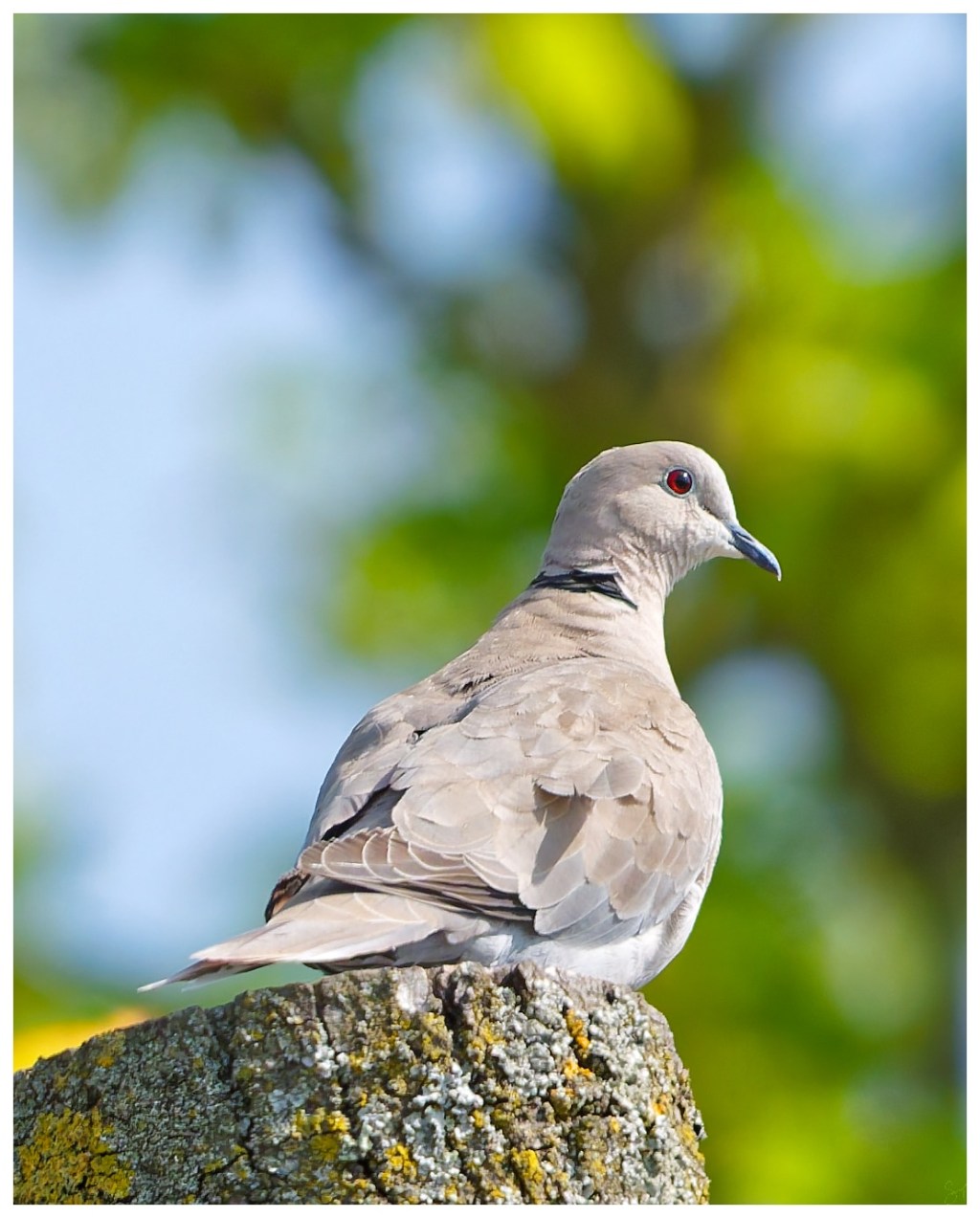 Eurasian Collared Dove