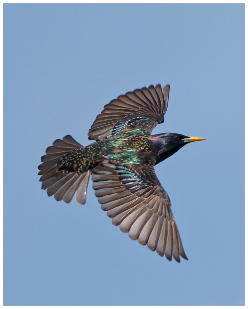 Common Starling