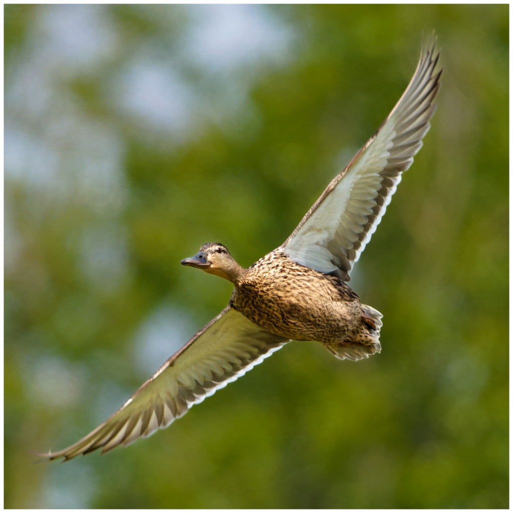 Mallards in flight