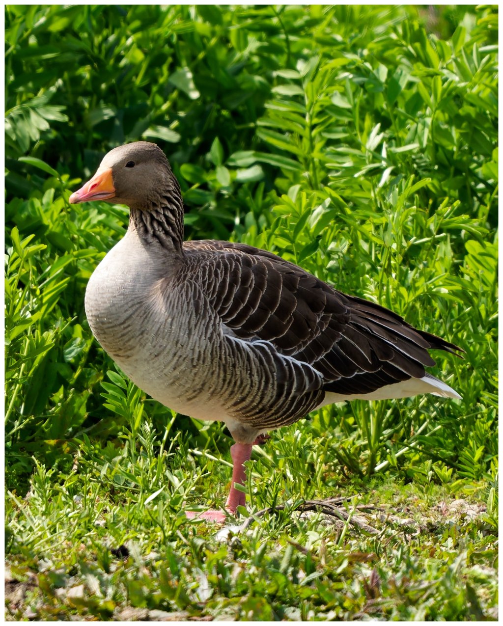 Greylag Goose