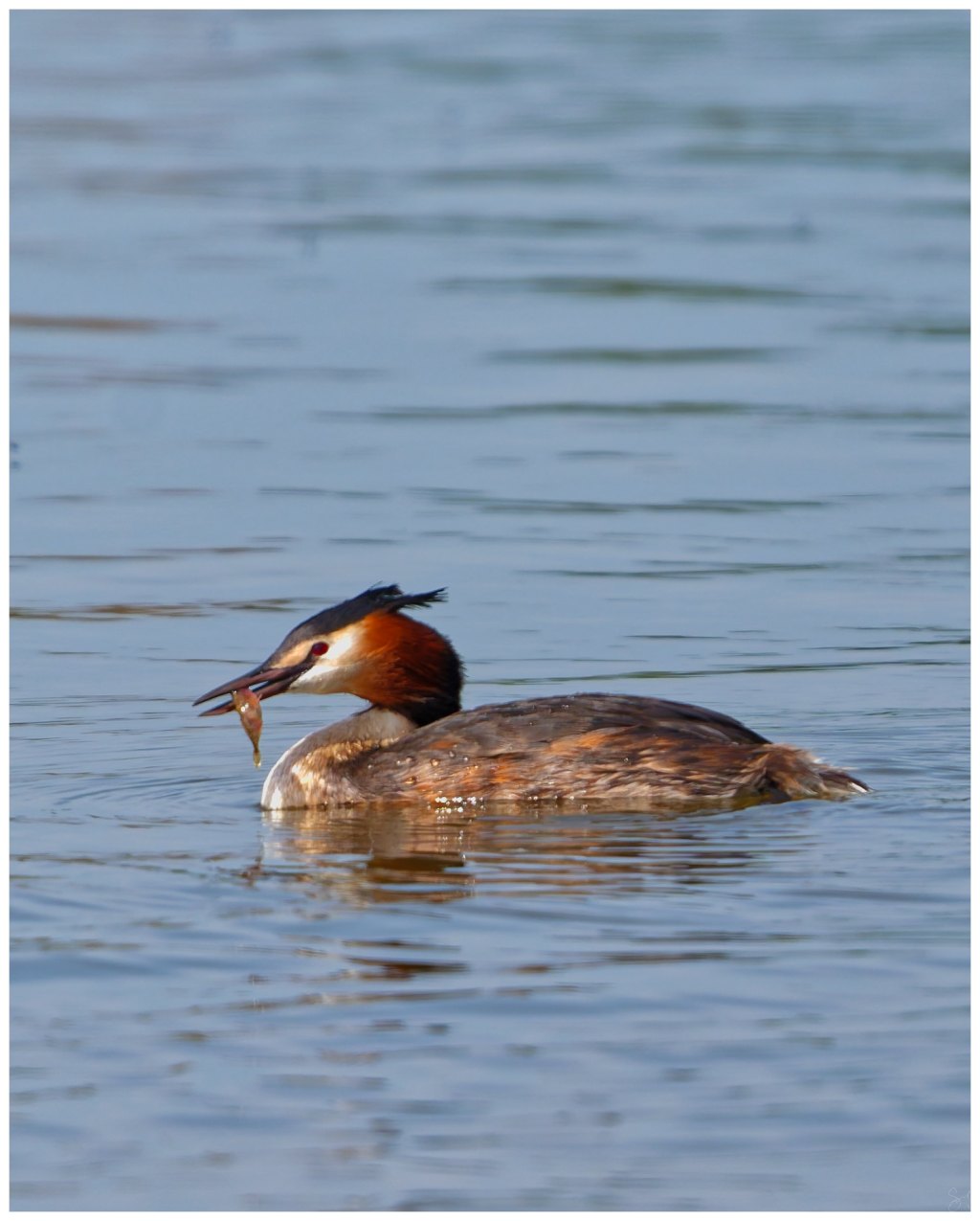 The Great Crested&nbsp;Grebe