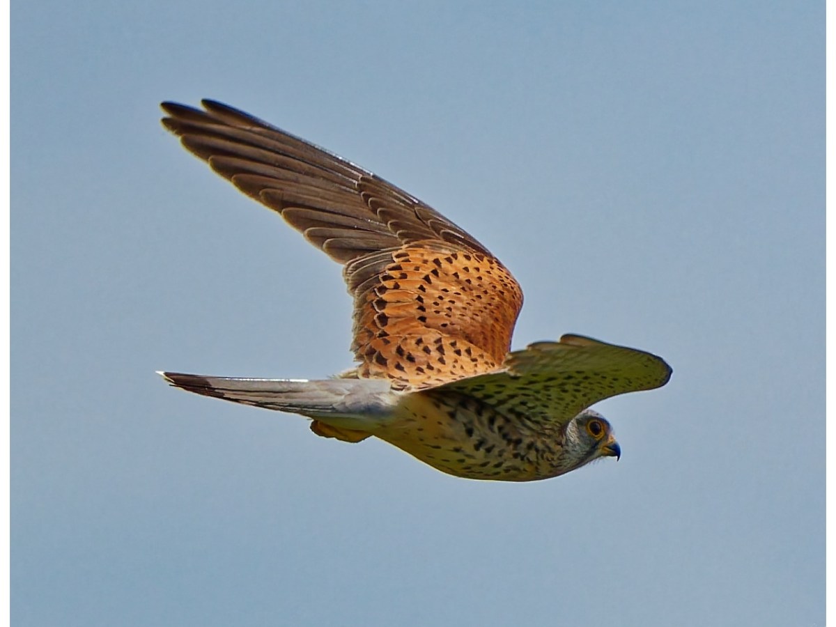 Common Kestrel in&nbsp;flight