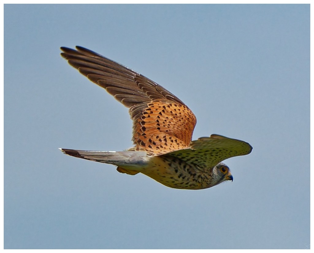 Common Kestrel in&nbsp;flight