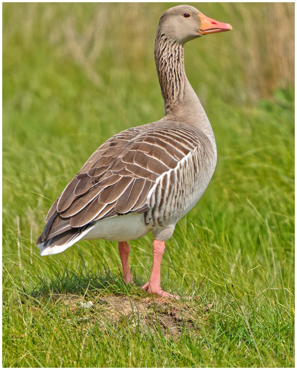 Greylag Goose Posing