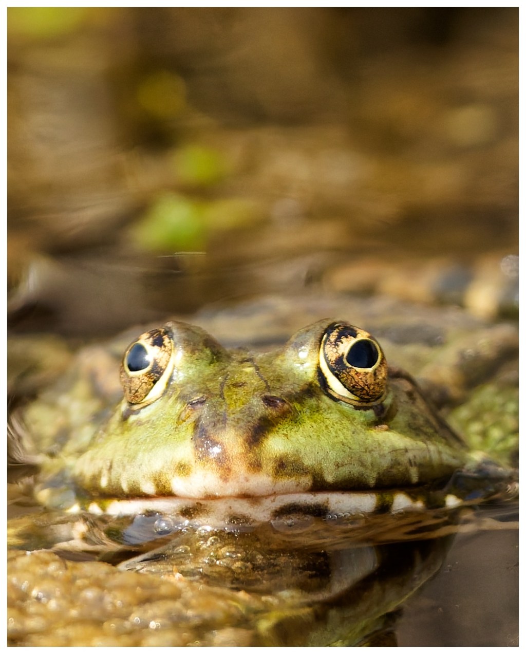A marsh frog