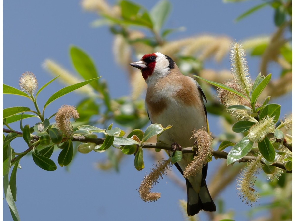 The Goldfinch
