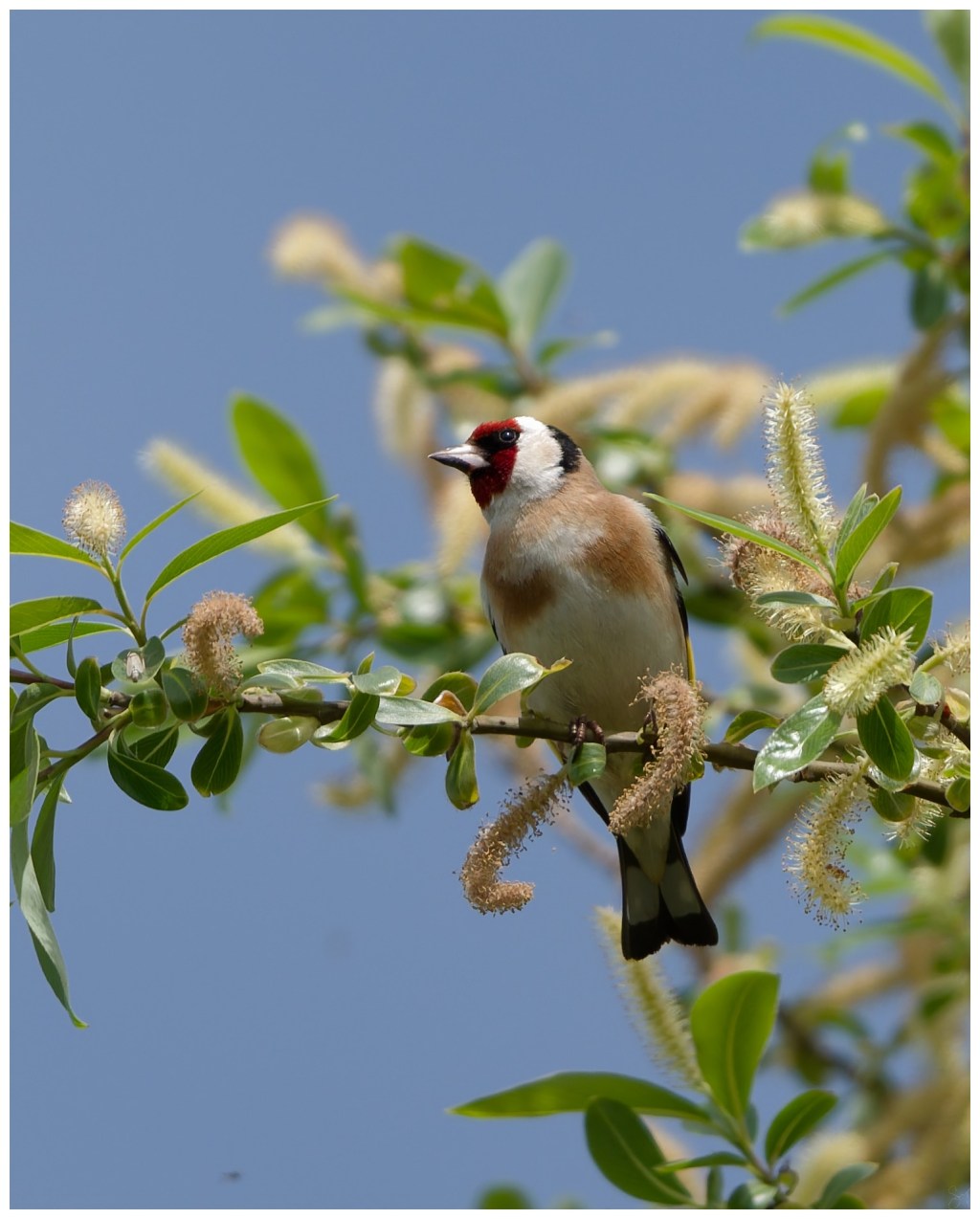The Goldfinch