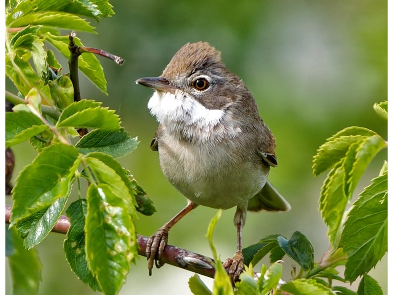 A common whitethroat