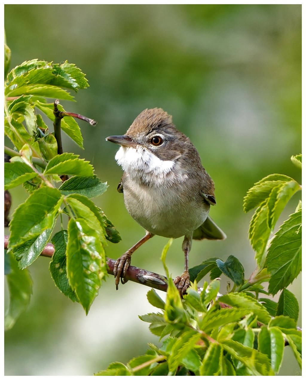 A common whitethroat