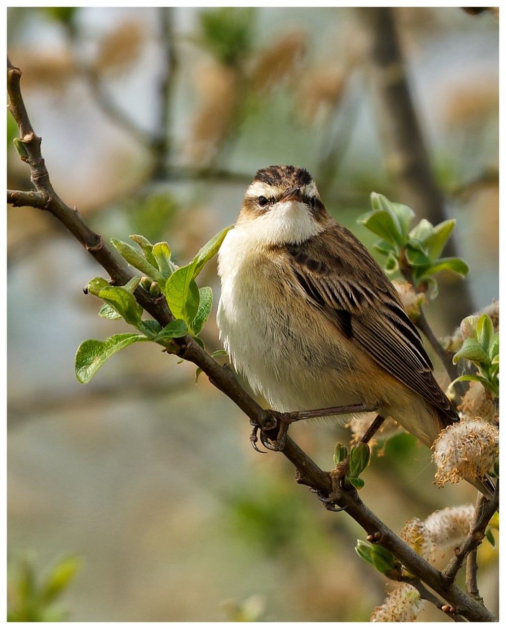 A rowdy sedge&nbsp;warbler