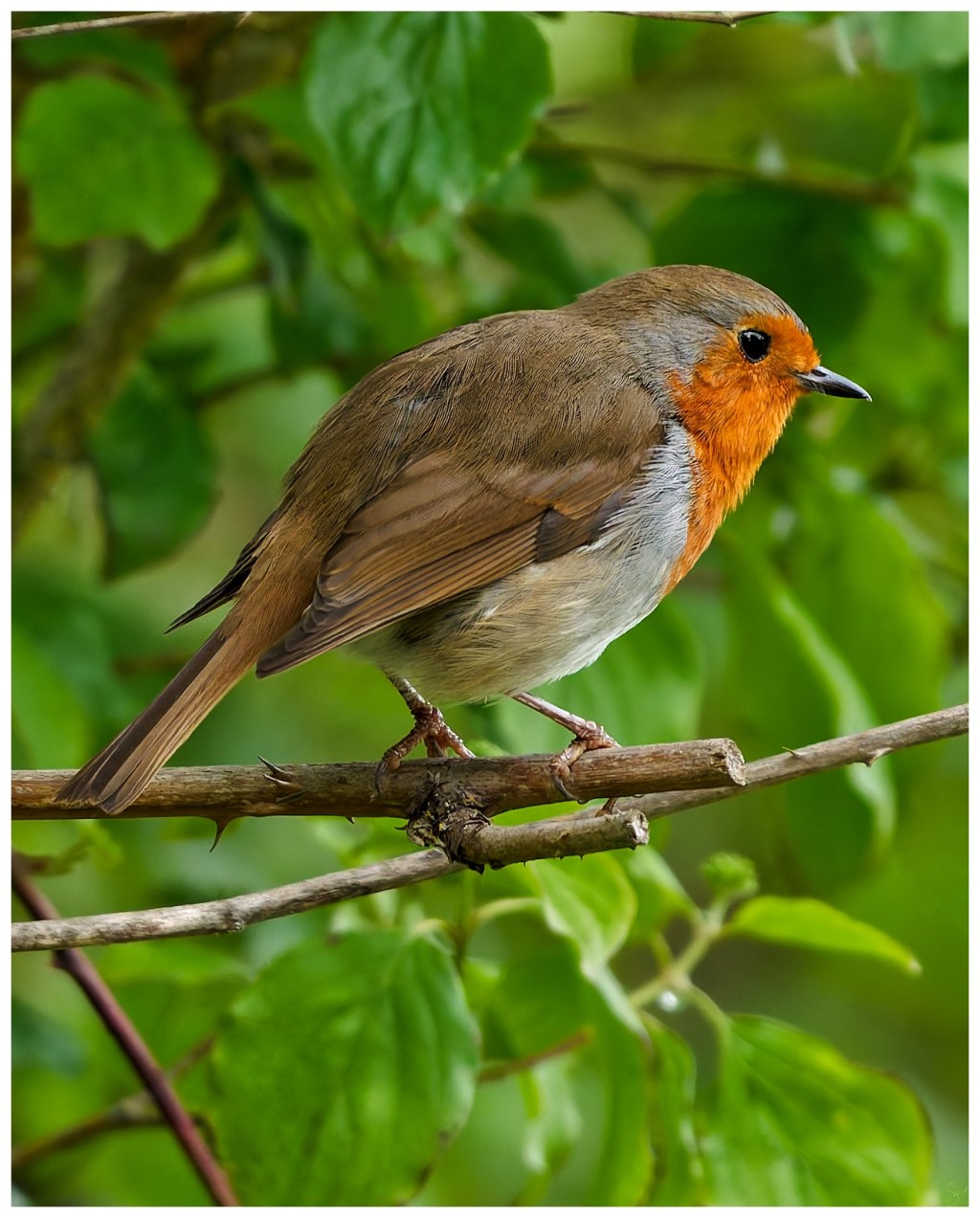European Robin