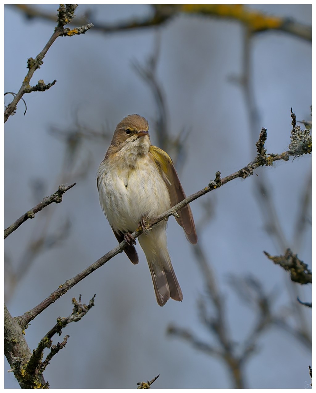 The Chiffchaff